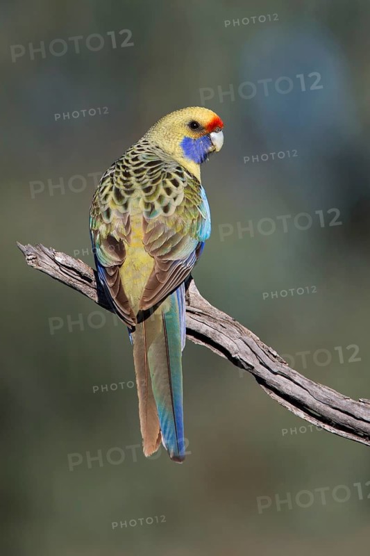 Yellow Rosella (Platycercus elegans flaveolus) male, Victoria, Australia