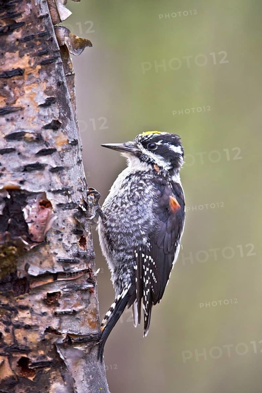 Eurasian Three-toed Woodpecker (Picoides tridactylus) male, Dovrefjell, Norway