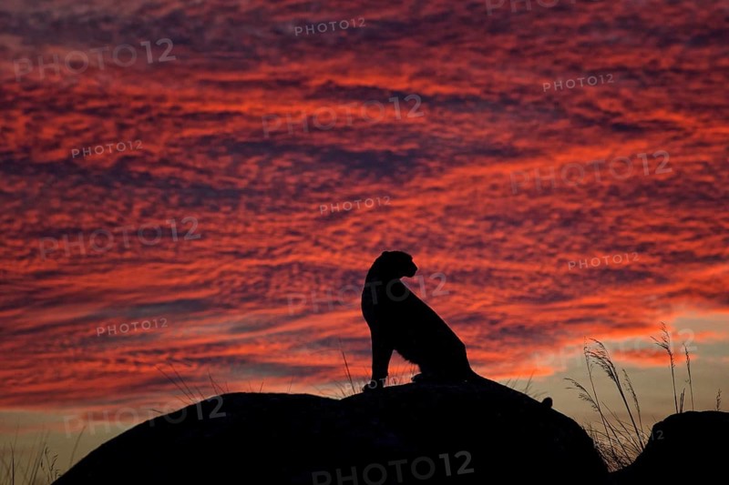 Cheetah (Acinonyx jubatus) captive, female in sunset, Castile-La Mancha, Spain