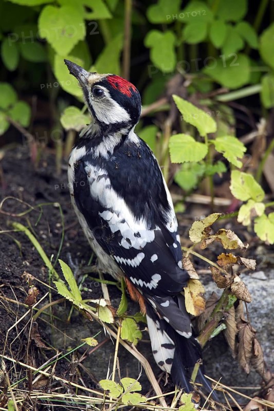 Great Spotted Woodpecker (Dendrocopos major), Greater Spotted Woodpecker juvenile on the ground covered in ants looking for ant eggs to eat