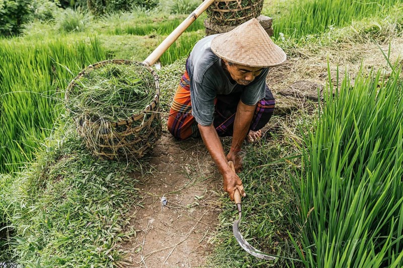 A man wearing traditional clothing trims grass in a vibrant rice field in Bali, Indonesia, surrounded by lush greenery and carrying a handcrafted basket