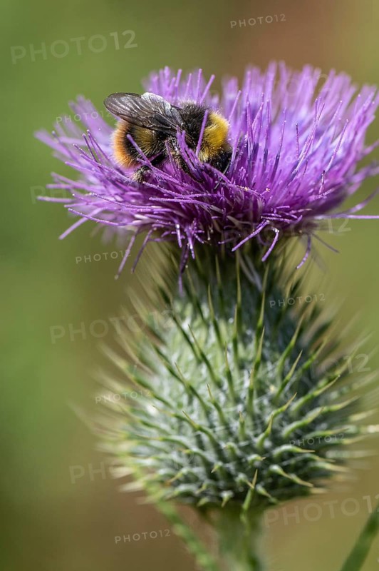 Meadow bumblebee (Bombus pastuorum) on creeping thistle (Cirsium), Emsland, Lower Saxony, Germany