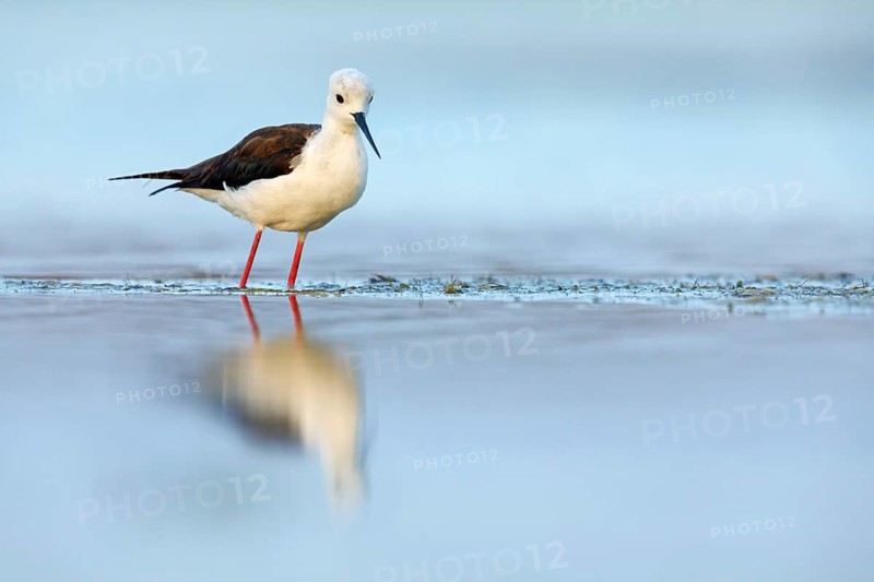 Black-winged Stilt, (Himantopus himantopus), avocet family, biotope, habitat, foraging, East Khawr Khawr Ad Dahariz, Salalah, Dhofar, Oman