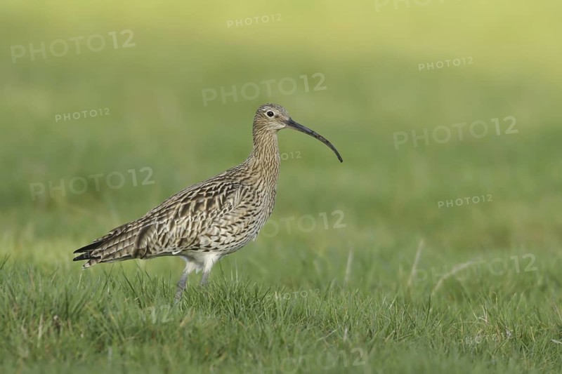 Eurasian Curlew (Numenius arquata), North Rhine-Westphalia, Germany