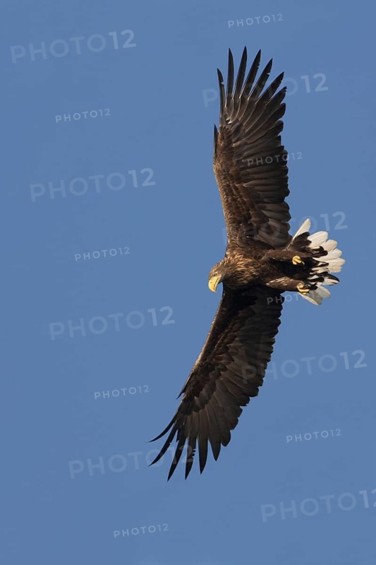 White-tailed Eagle (Haliaeetus albicilla) flying, Poland