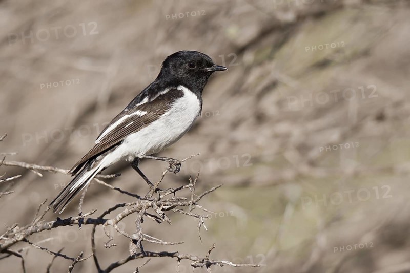 Hooded Robin (Melanodryas cucullata), Western Australia, Australia