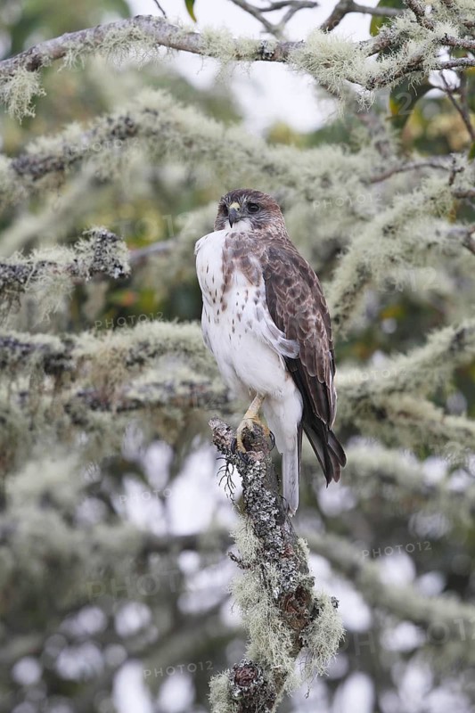 Hawaiian Hawk, 'Io, endangered