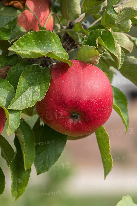 Columnar apple (Malus domestica 'Jucunda'), Bayerische Landesanstalt für W, Germany