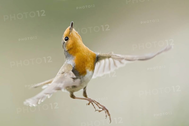 European Robin (Erithacus rubecula) flying, Liguria, Italy