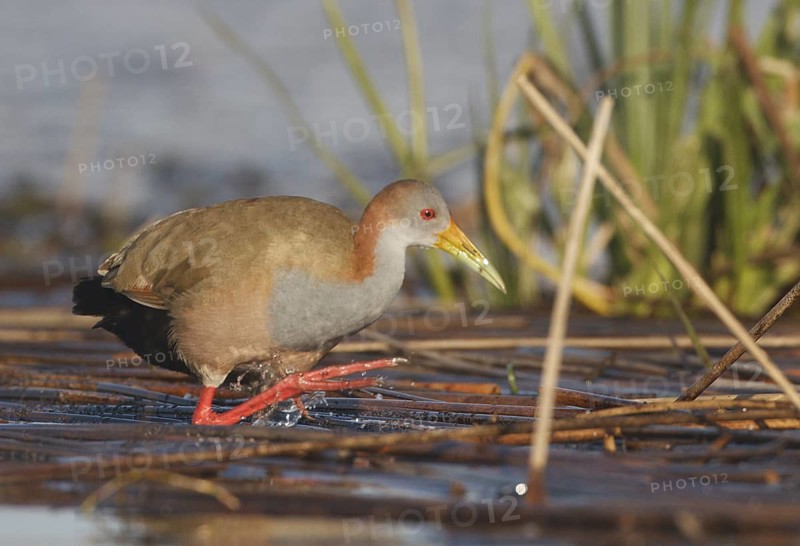 Giant Wood Rail (Aramides ypecaha) foraging, Corrientes, Argentina