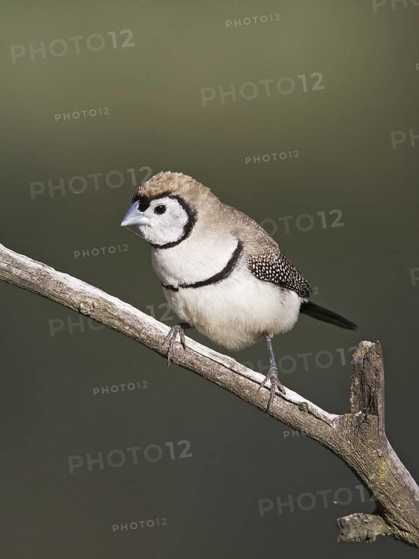 Double-barred Finch (Taeniopygia bichenovii), Australian Capital Territory, Australia