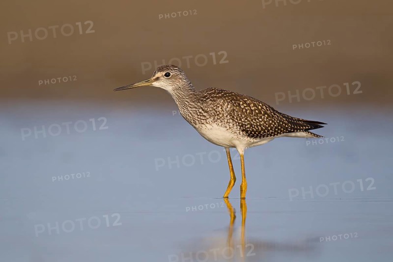 Greater Yellowlegs (Tringa melanoleuca), Ohio, USA