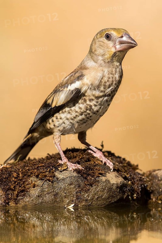 Hawfinch (Coccothraustes coccothraustes) juvenile, Andalusia, Spain