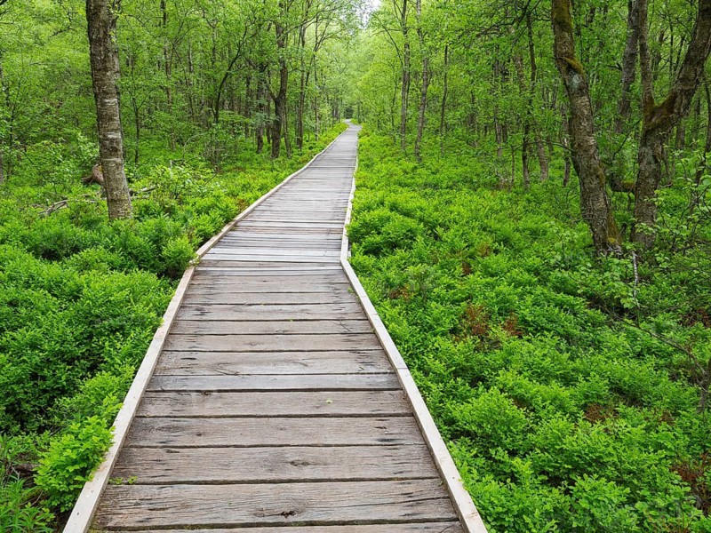 Carpathian birch forest (Betula pubescens), and boardwalk, Rotes Moor, Rhön Biosphere Reserve, Hesse, Germany