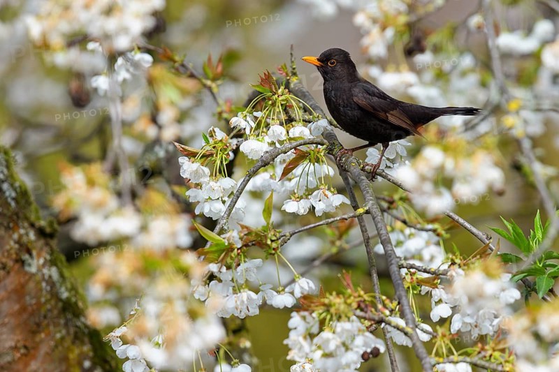 Blackbird (Turdus merula), one, individual, biotope, habitat, perch, tree blossom, garden, Neuhofen, Rhineland-Palatinate, Federal Republic of Germany