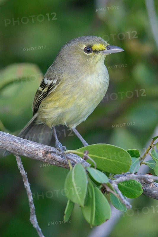 Thick-billed Vireo (Vireo crassirostris) perched on a branch in Cuba