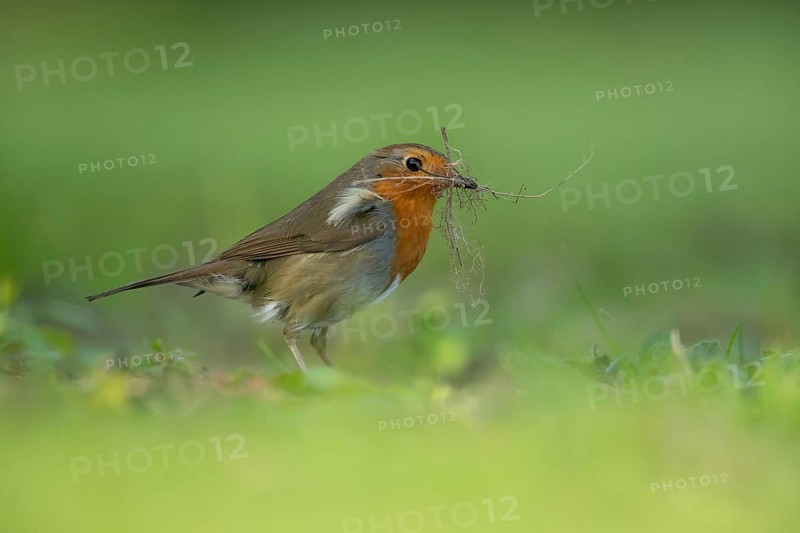 European robin (Erithacus rubecula) adult garden bird collecting nesting material in its beak in spring, Suffolk, England, United Kingdom