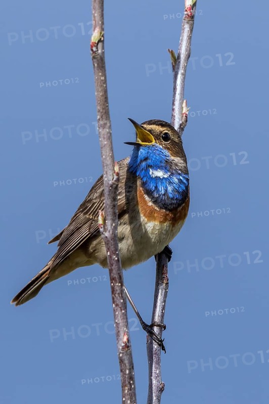 Bluethroat (Luscinia svecica cyanecula) male singing from branch, Mecklenburg-Western Pomerania, Germany