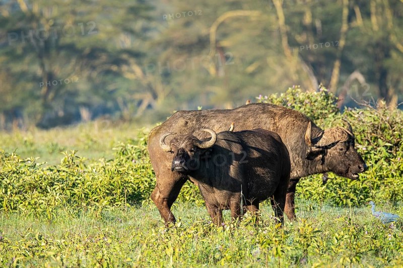 A scenic image capturing two African buffalos amidst lush vegetation near Lake Nakuru, Kenya, showcasing their robust build and curved horns