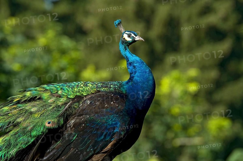 Indian peafowl (Pavo scalloped ribbonfish), cock with headdress, crown and splendidly colourful iridescent feathers, Poing Wildlife Park, Upper Bavaria, Bavaria, Germany