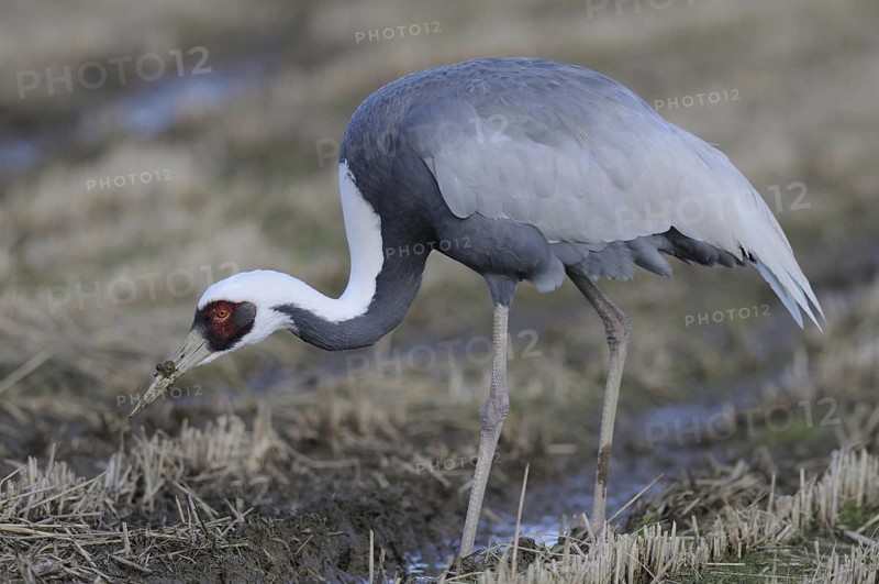 White-naped Crane (Antigone vipio), Arasaki, Japan