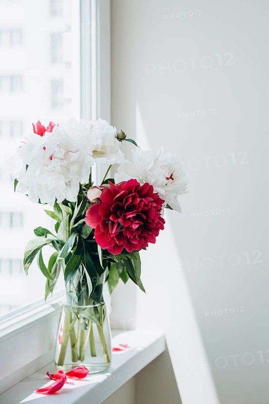 Fresh peonies of various colors displayed in a clear vase on a white windowsill, enhanced by natural daylight filtering through a window