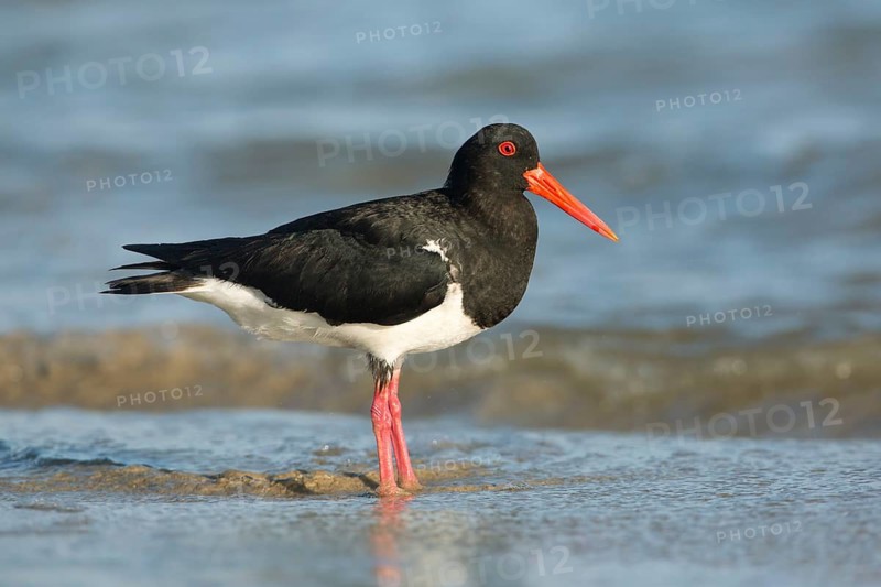 Pied Oystercatcher (Haematopus longirostris) foraging at shoreline, Victoria, Australia
