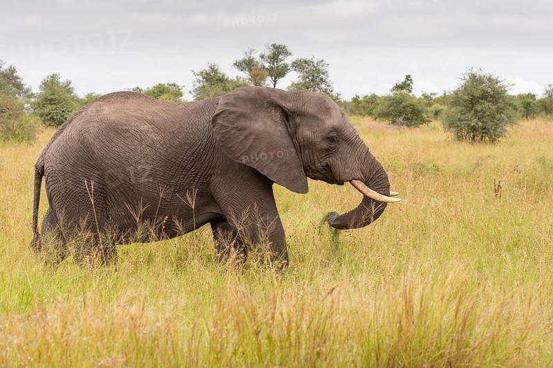African elephant (Loxodonta africana) in the savanna, Kruger National Park, South Africa