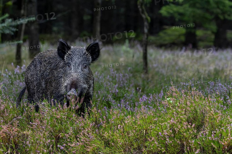 Suddenly the wild boar (Sus scrofa) stops and eyes attentively, mast year, acorn mast, defensive, September, Denmark