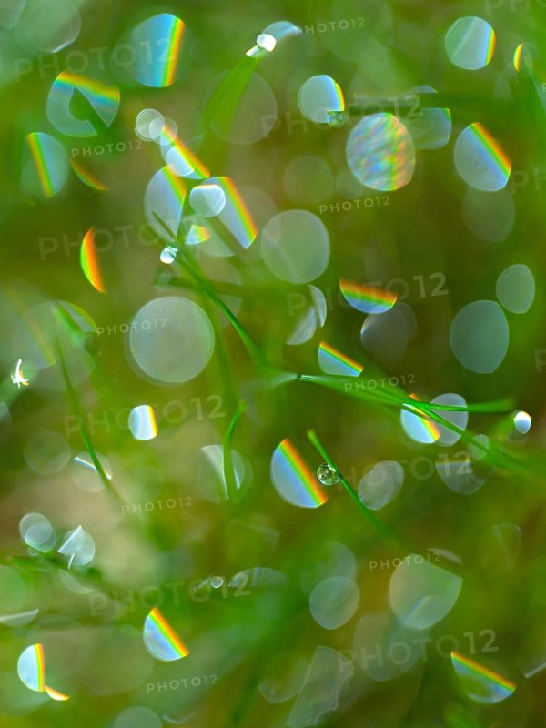 Rainbow drops