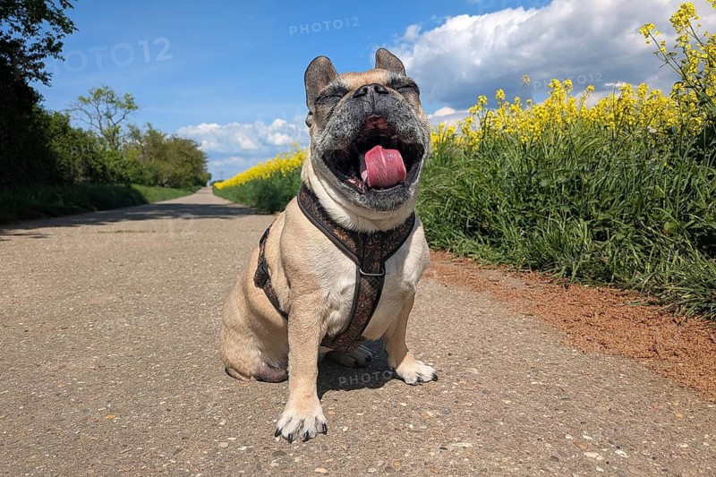 Fawn colored senior French Bulldog yawning with mouth wide open on field path next to yellow blooming rapeseed field