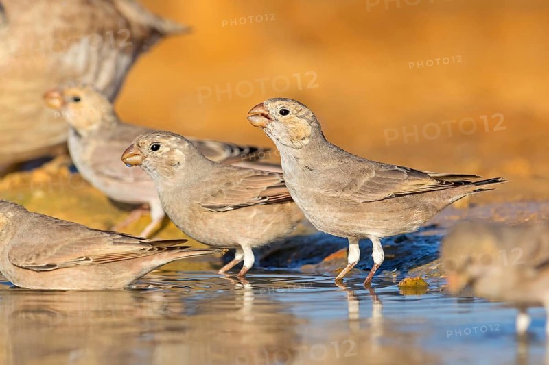 Desert Finch, Finch Family, Finch, Trumpeter Finch, (Rhodopechys githaginea), Roselin githagine, Bouvreuil githagine, Camachuelo Trompetero, Group at the Waterhole, Celias Waterhole, Ezuz, HaDarom, Israel