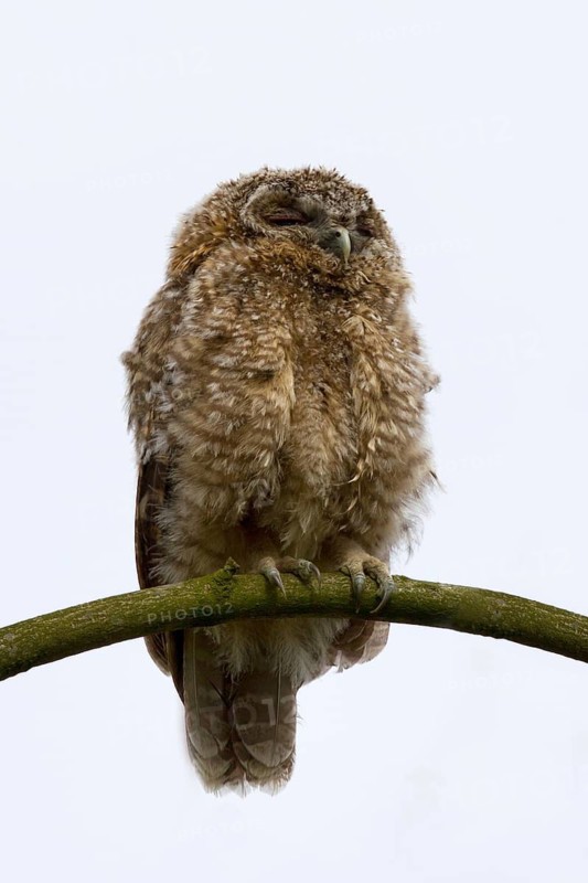 Tawny Owl (Strix aluco) juvenile, Utrecht, Netherlands