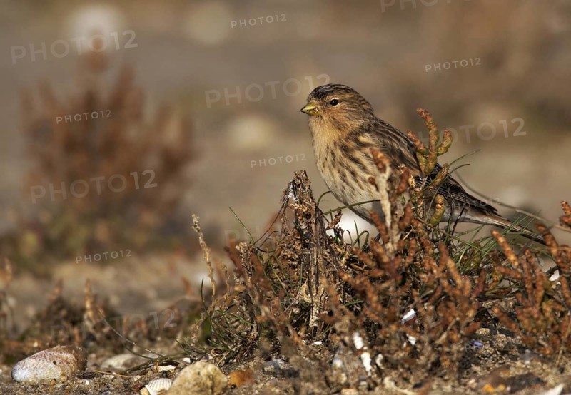 Twite (Linaria flavirostris), Schleswig-Holstein, Germany