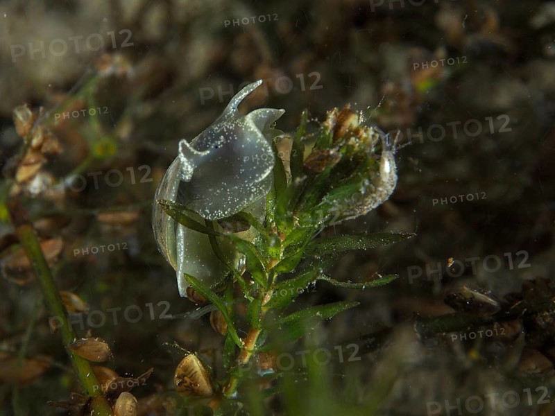 Close-up of egg-shaped mud snail (Radix balthica) on a leaf in the water. Dive site Pumpwerk Rüschlikon, Lake Zurich, Canton Zurich, Switzerland