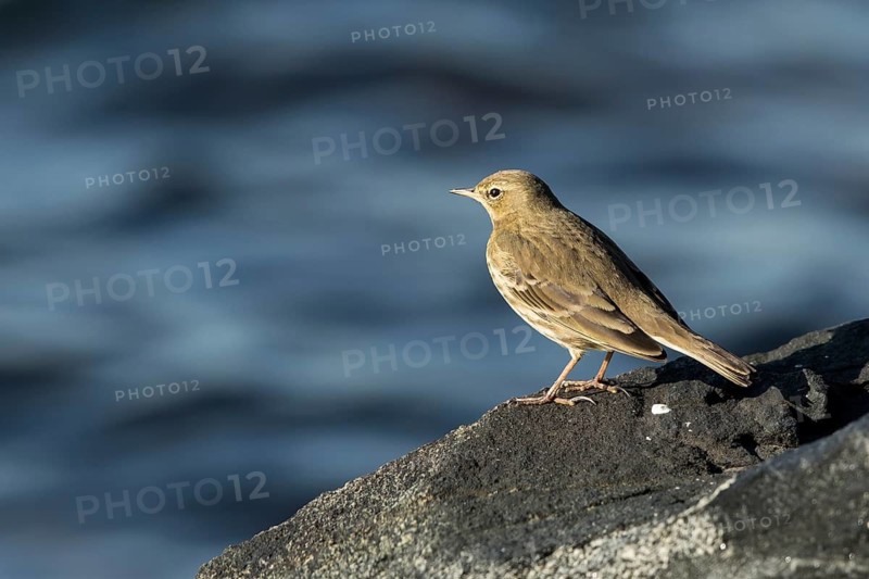 Eurasian Rock Pipit (Anthus petrosus) perched on a rock, Mecklenburg-Western Pomerania, Germany