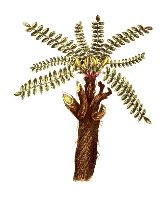 Astragalus exsapus, ground dragant, digital reproduction of a historical model, between 1790 and 1810