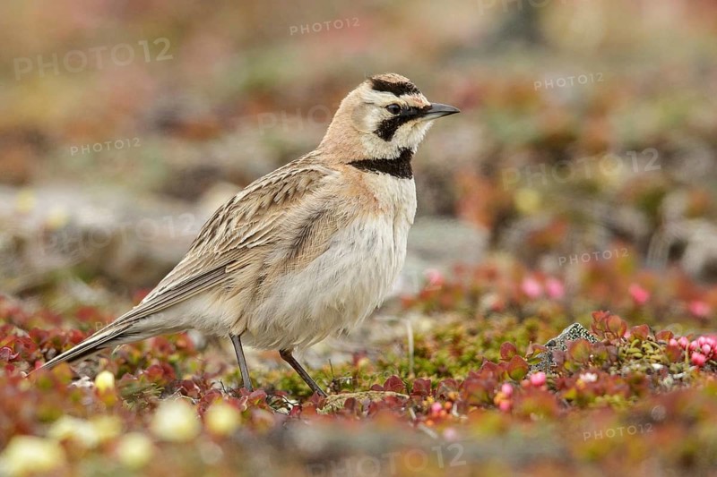 Horned Lark (Eremophilia alpestris) perched on the tundra in Nome, Alaska