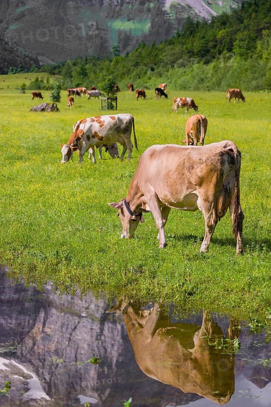 Tyrolean Brown Swiss cattle stand on a green meadow by a puddle and drink. The cows and the mountains are reflected in the puddle. Eng Valley, Austria