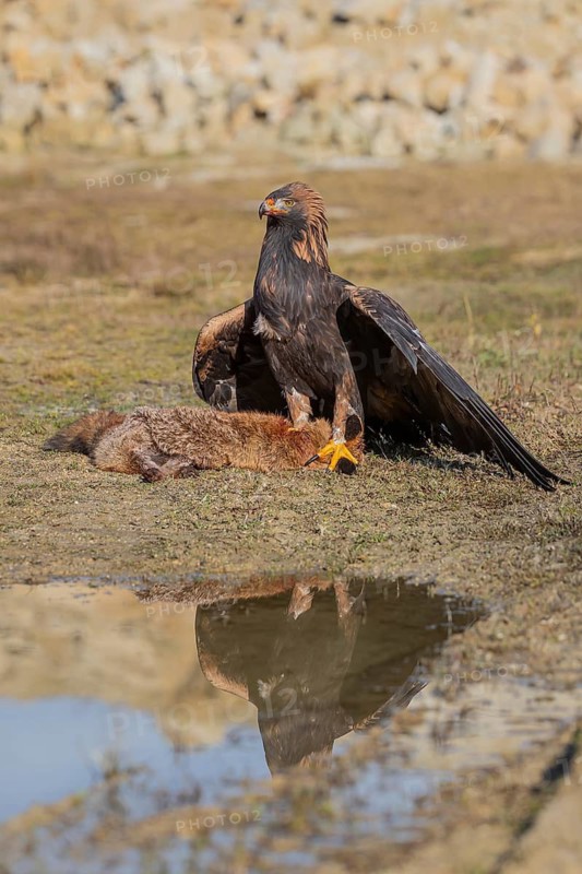 One golden eagle (Aquila chrysaetos) sitting in bright sunlight on a wet meadow, feeding on a dead fox. A reflection of the bird in a tiny puddle