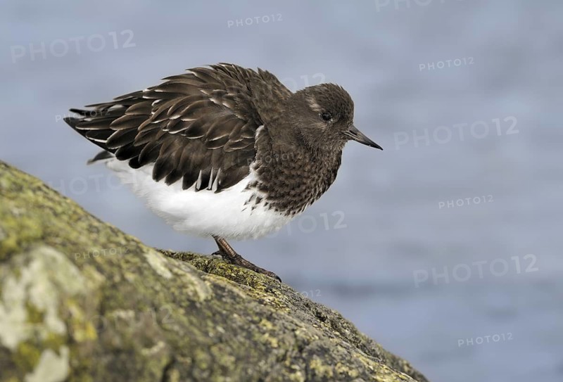 Black Turnstone (Arenaria melanocephala), British Columbia, Canada