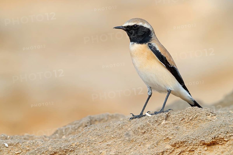 Desert Wheatear, (Oenanthe deserti), Animals, Birds, Flycatcher family, Middle East, Khawr Rawri, Salalah, Dhofar, Oman