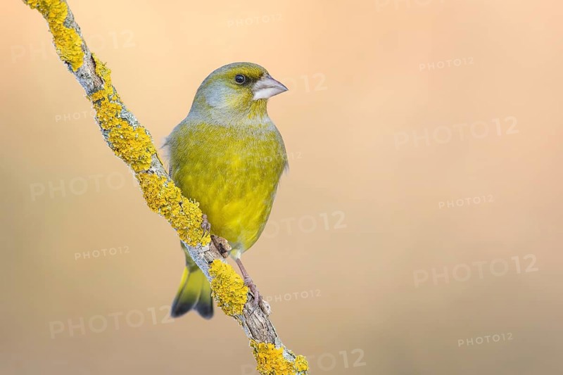 European Greenfinch (Chloris chloris) male perched on a lichen branch, Poland
