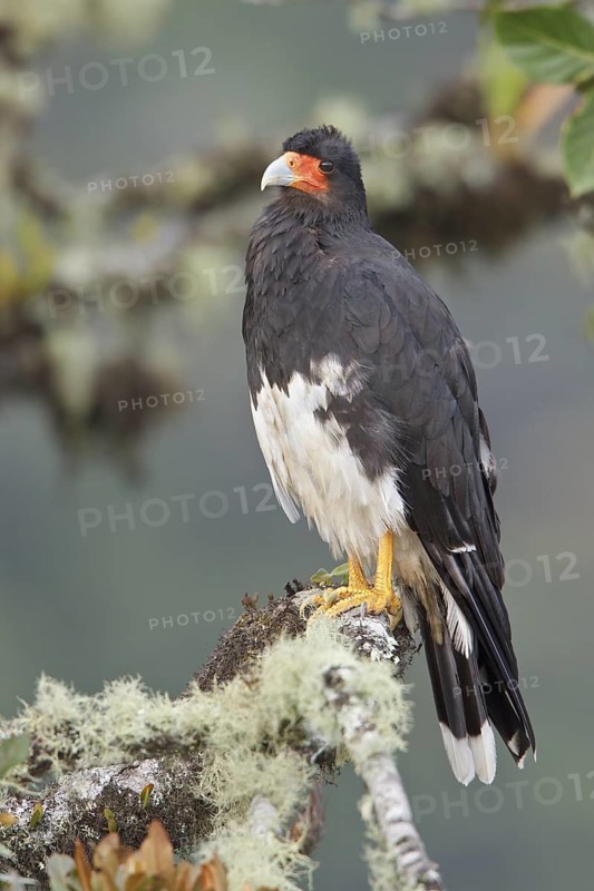 Mountain Caracara (Phalcoboenus megalopterus) perched on a branch in Bolivia, South America