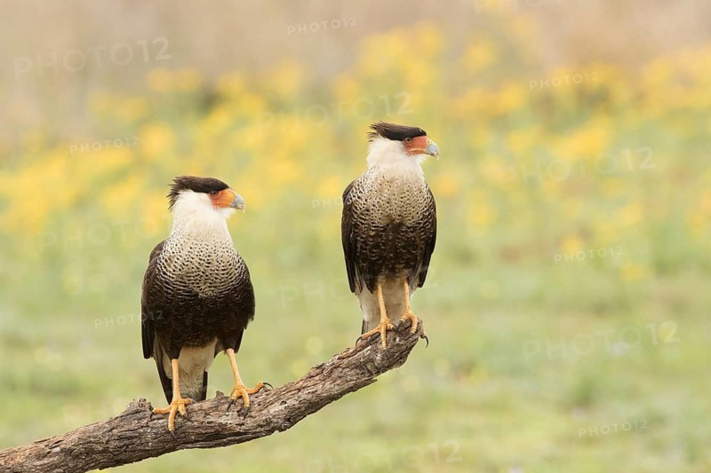 Northern Crested Caracara (Caracara cheriway), Texas, USA