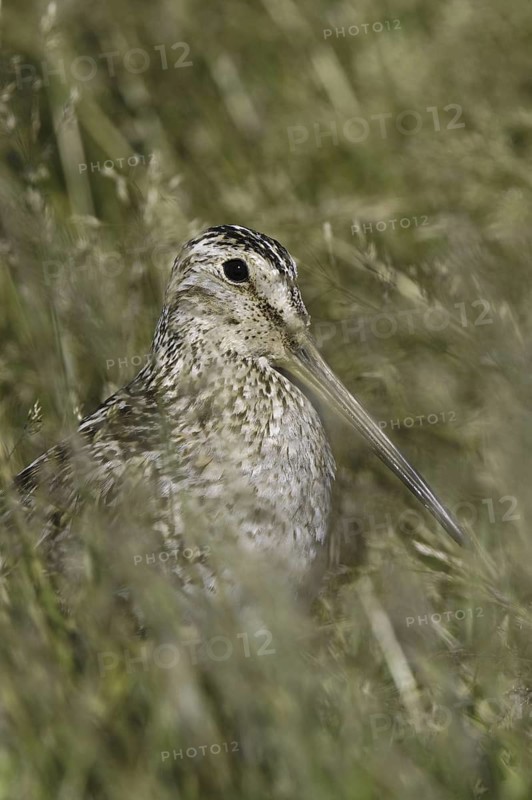 South American Snipe (Gallinago paraguaiae magellanica), Falkland Islands