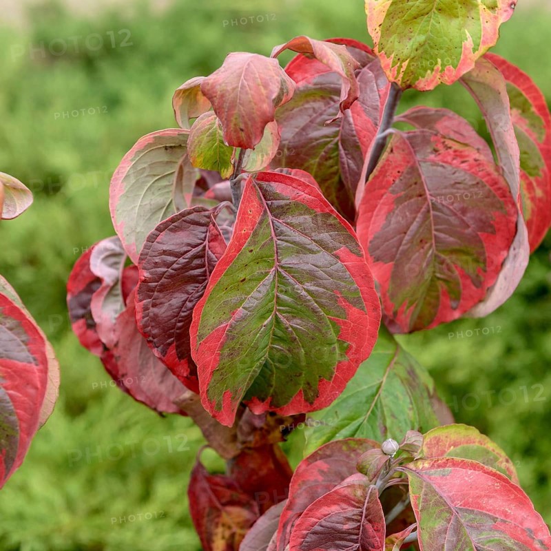 American flowering dogwood (Cornus florida 'Rainbow'), BS Sämann, Germany