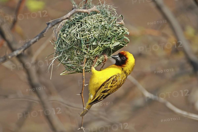 Vitelline Masked Weaver (Ploceus vitellinus) male building nest, Lake Baringo, Kenya