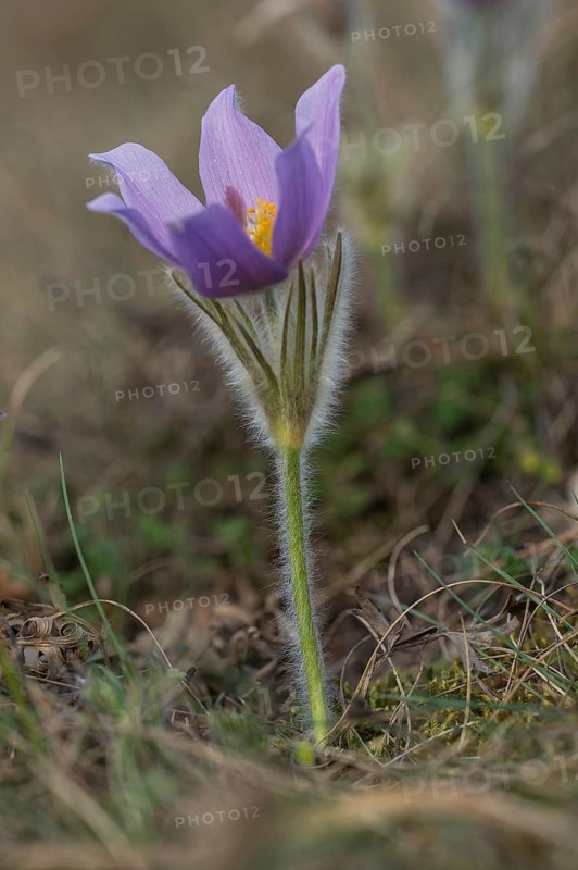 Common Pasque Flower (Pulsatilla vulgaris), Burgenland, Austria