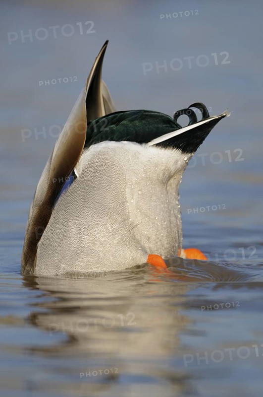 Stockente (Anas platyrhynchos), Mallard, gruendelnder Erpel, Januar, Duisburg-Walsum, Niederrhein, Nordrhein-Westfalen, Deutschland